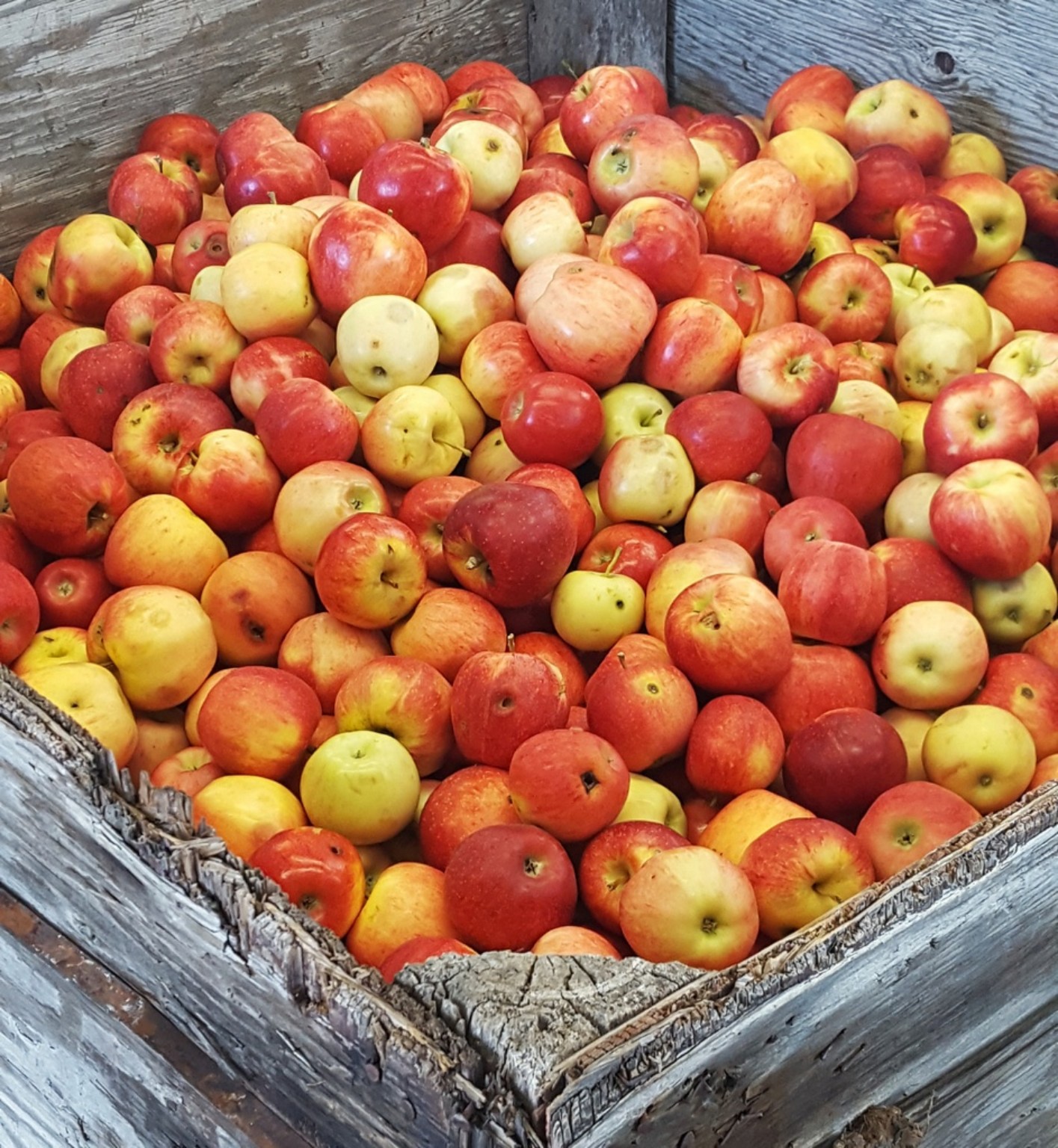 Red and yellow cider apples in a wooden bin