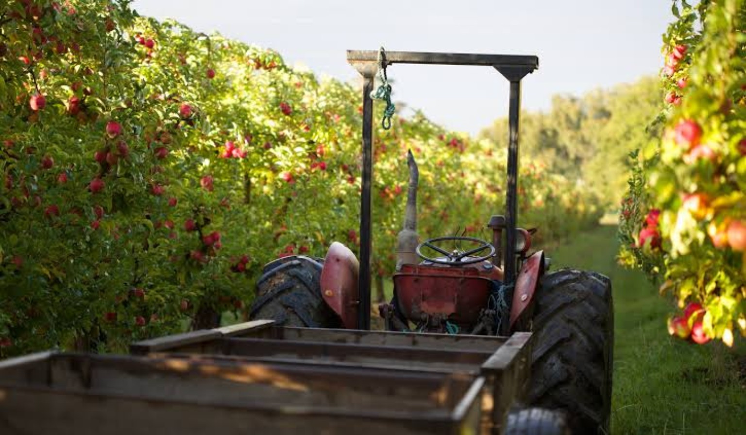 Red tractor with wooden harvest bins in an apple orchard