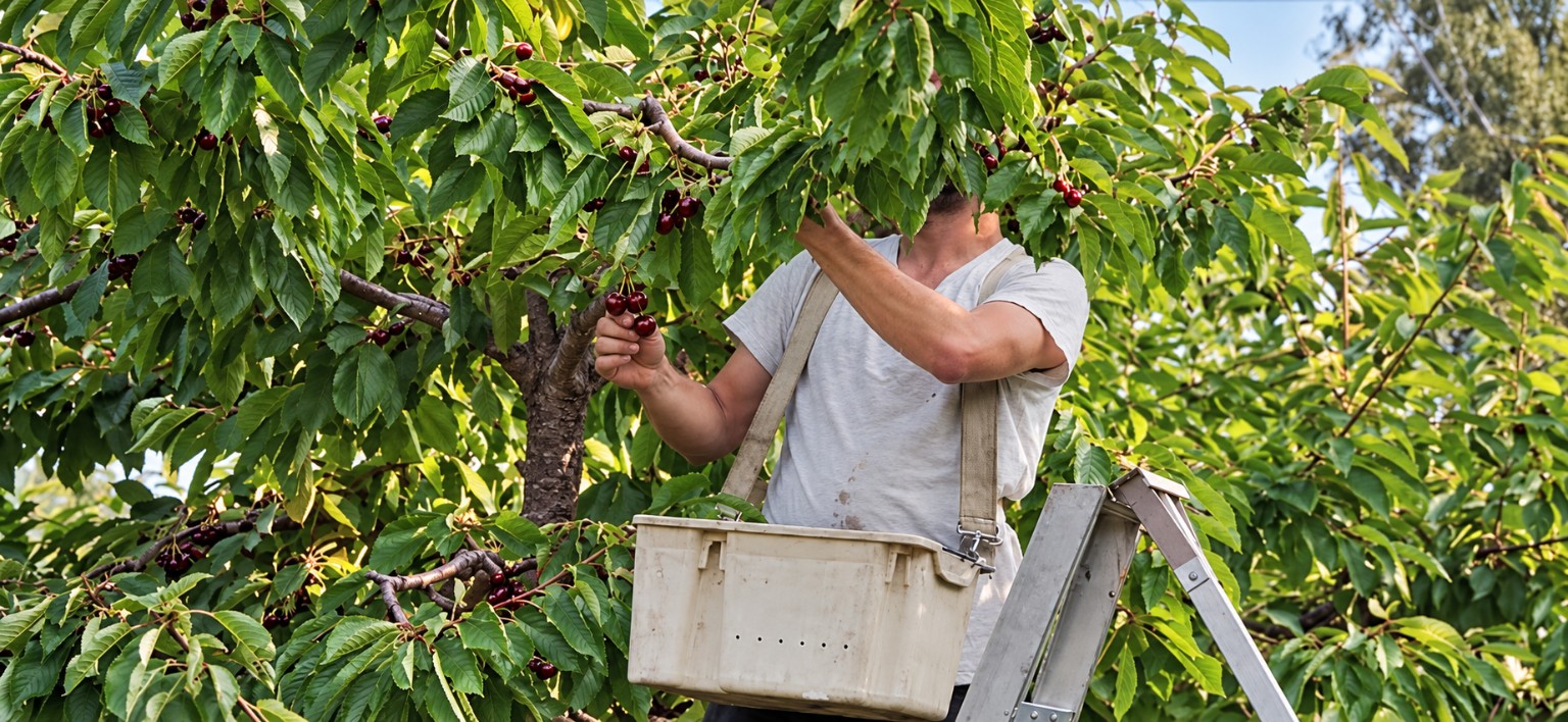 Farm worker harvesting in an orchard with a picking bucket and ladder