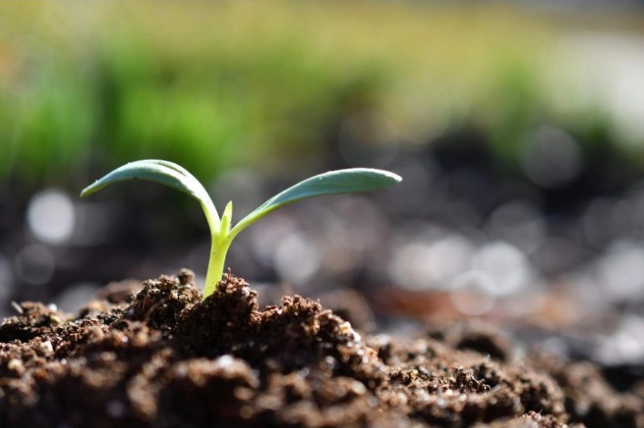A young green seedling sprouting from rich soil